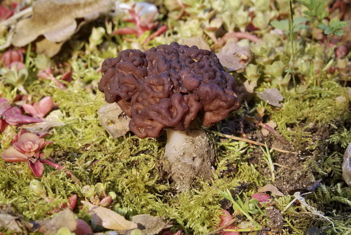 Voorjaarskluifzwam - Gyromitra esculenta